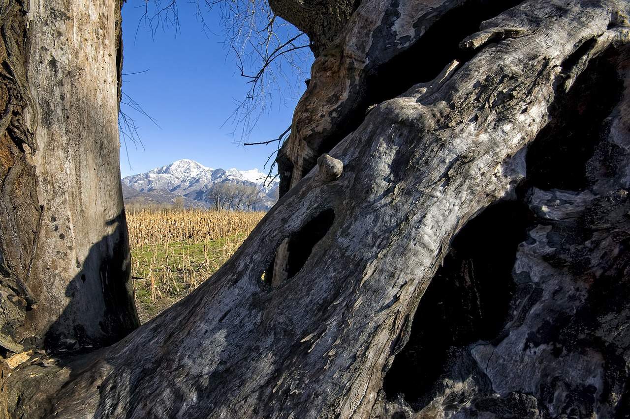 the-centuries-old-tree-ancient-tree-6920417