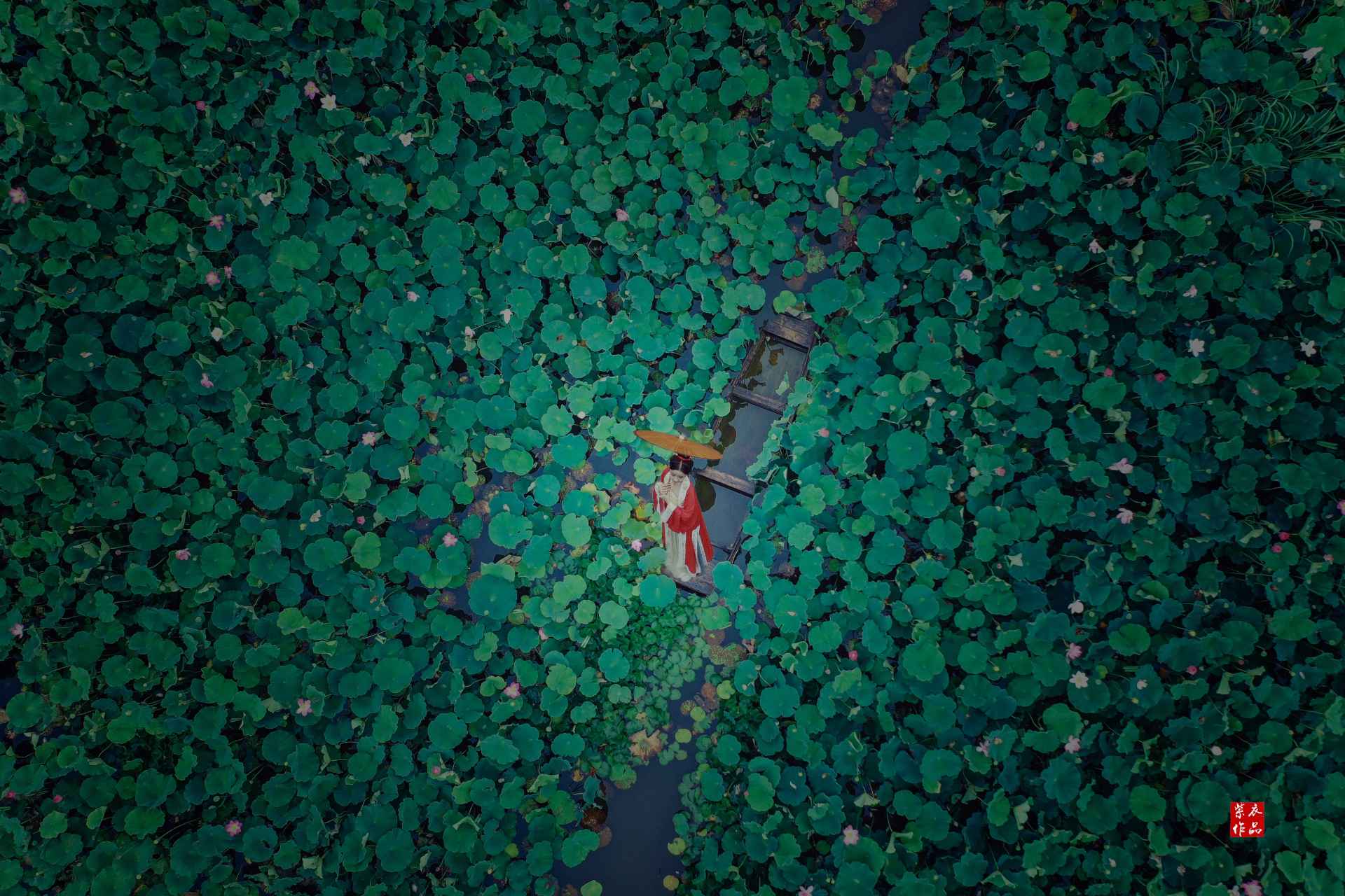 莲花摄影 - 紫衣